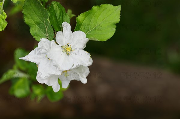 Apple blossoms (Malus), white blossoms against a dark background, Wilnsdorf, Nordrhein. Westphalia, Germany, Europe