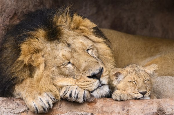Asiatic lion (Panthera leo persica) male cuddeling with a cute cub, sleeping, captive, habitat in India