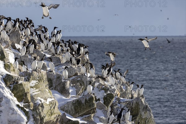 Common guillemot (Uria aalgae), colony, in the snow, Hornoya, Hornoya, Varangerfjord, Finmark, Northern Norway