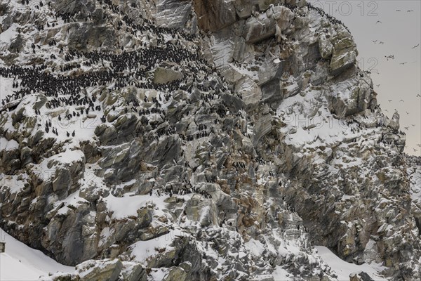 Common guillemot (Uria aalgae), colony, in the snow, Hornoya, Hornoya, Varangerfjord, Finmark, Northern Norway