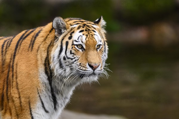 Portrait of a Siberian tiger or Amur tiger (Panthera tigris altaica) in the forest, captive, habitat in Russia