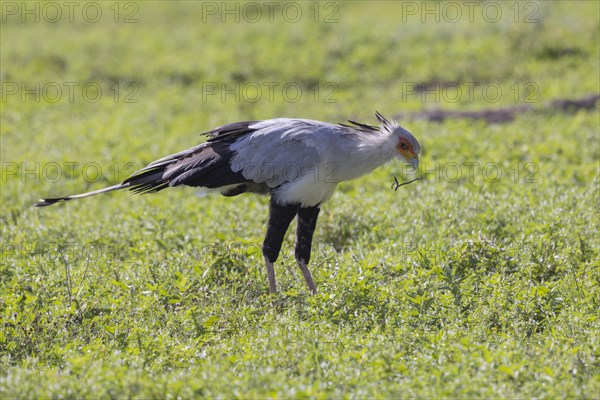 Secretary bird (Sagittarius serpentarius), with Snake, Ngorongoro Crater, Tanzania, Africa