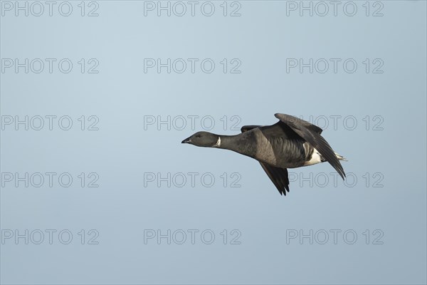 Brent goose (Branta bernicla) adult bird in flight, England, United Kingdom, Europe