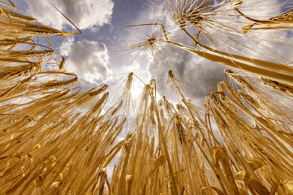 Sun breaking through the grain in a field with Barley and wide blue sky and clouds from a frog's-eye view, Cologne, North Rhine-Westphalia, Germany, Europe