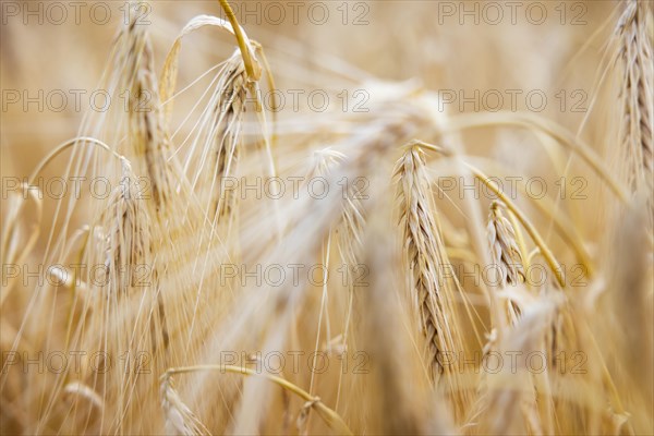Close-up of ripe barley ears in a cornfield with blurred background, Cologne, North Rhine-Westphalia, Germany, Europe