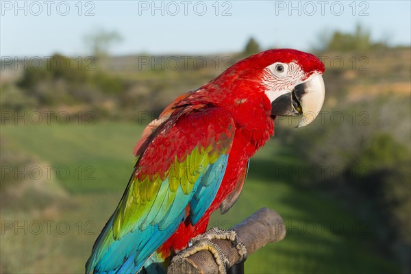 Close-up of a Scarlet macaw looking proudly at the camera, with natural surroundings in the background, privately owned, Spain, Europe