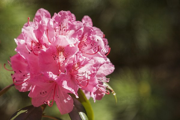Close-up of pink Rhododendron, Azalea flowers in spring, Montreal, Quebec, Canada, North America