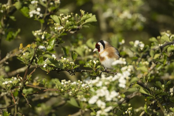 European goldfinch (Carduelis carduelis) adult bird on a flowering Hawthorn tree, England, United Kingdom, Europe