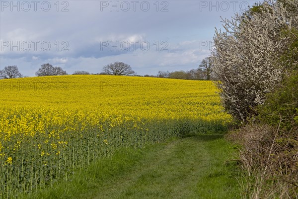 Rape field, flowering blackthorn, field path, Rabel, Schlei, Schleswig-Holstein, Germany, Europe