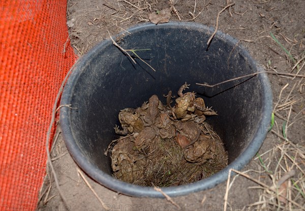 Common toads (Bufo Bufo), males, females, pairs in amplexus and single animals, green frog or water frog (Pelophylax) (Ranidae) and Palmate newts (Lissotriton helveticus) (Syn.: Triturus helveticus) in a bucket dug into the ground next to an orange amphibian fence, protective fence, barrier, amphibians trying to escape from the bucket, protection, rescue, amphibian migration, toad fence, toad migration, species protection, animal welfare, mating, behaviour, danger, Lower Saxony, Germany, Europe