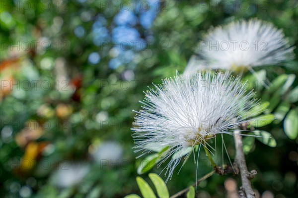 Image of white Mimosa Pudica. Phuket, Thailand, Asia