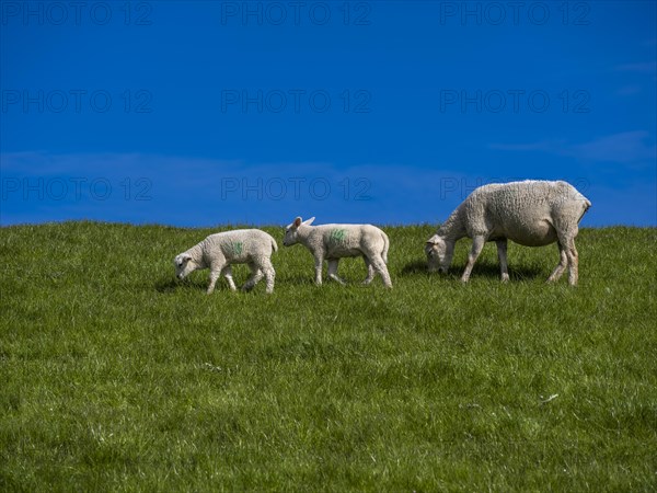 Sheep and lambs on the dyke at Hilgenriedersiel natural beach on the North Sea coast, Hilgenriedersiel, East Frisia, Lower Saxony, Germany, Europe