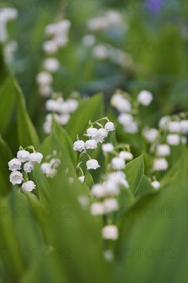 Lily of the valley, Germany, Europe