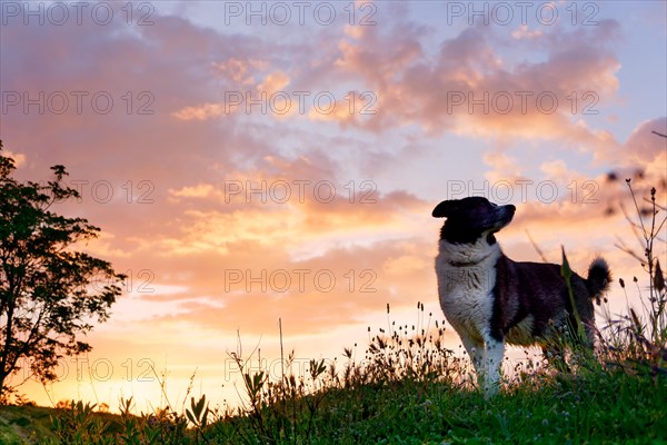 A dog in profile while the sun sets behind the valley. Light from sunlight and border collie. Dog enjoying summer sunset or sunrise over the valley on the grass