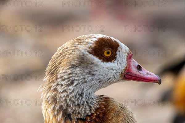 Egyptian geese (Alopochen aegyptiaca), head, portrait, on the banks of the Main, Offenbach am Main, Hesse, Germany, Europe