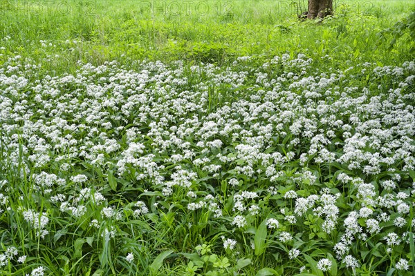 Wild garlic blossom (Allium ursinum) in the Leipzig riparian forest in spring, Leipzig, Saxony, Germany, Europe