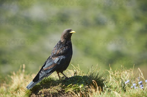 Yellow-billed chough (Pyrrhocorax graculus) sitting on a meadow in the mountains at Hochalpenstrasse, Pinzgau, Salzburg, Austria, Europe