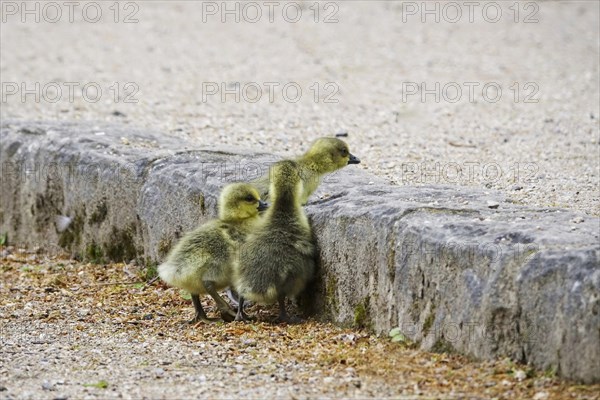 Greylag goose chicks, spring, Germany, Europe