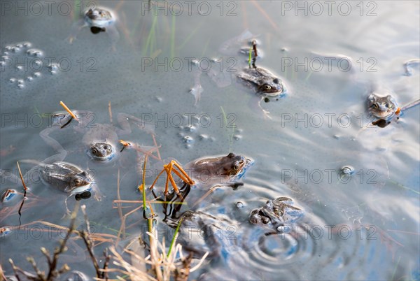 Common frog (Rana temporaria), amphibian of the year 2018, several frogs swimming in a pond with fresh spawning balls during mating season, surrounded by a few stalks of aquatic plants, rushes in a pond, ripples on the water and air bubbles caused by fast movements, two pairs, male, female animal mating in clasping grip (Amplexus axillaris), frog spawn, behaviour, reproduction, metamorphosis, Lueneburg Heath, Lower Saxony, Germany, Europe