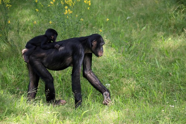 Bonobo, bonobo (Pan Paniscus), female, adult, young animal, feeding, Great ape, Primate, chimpanzee, captive