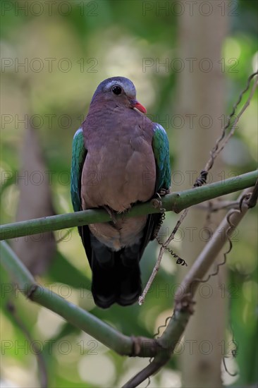 Common emerald dove (Chalcophaps indica), adult, perch, vigilant, captive, Southeast Asia