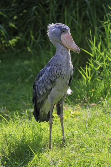 Shoebill (Balaeniceps rex), adult, foraging, captive