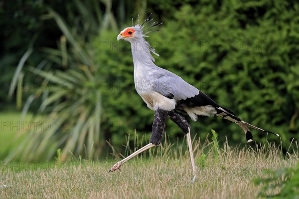 Secretary bird (Sagittarius serpentarius), adult, running, hunting, foraging, concentrated, captive