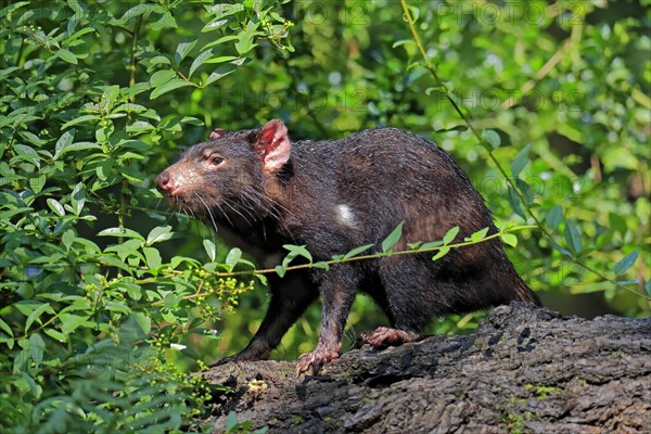 Tasmanian devil (Sarcophilus harrisii), adult, vigilant, on tree trunk, captive, Tasmania, Australia, Oceania