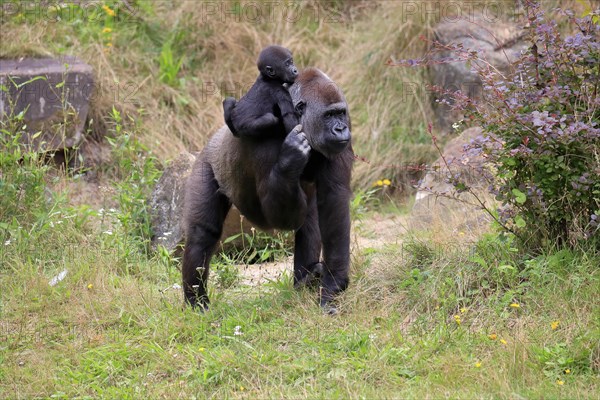 Western gorilla (Gorilla gorilla), adult, female, mother, young animal, baby, on back, social behaviour, running, captive, western Africa