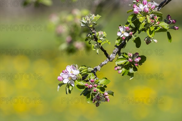 Flowering fruit trees in the orchards of the Swabian Alb, flowering apple tree, Weilheim an der Teck, Baden-Wuerttemberg, Germany, Europe