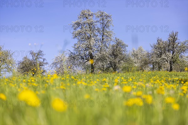 Flowering fruit trees in the orchards of the Swabian Alb, flowering apple tree, Weilheim an der Teck, Baden-Wuerttemberg, Germany, Europe