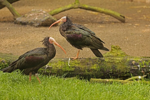 Northern bald ibis (Geronticus eremita), captive