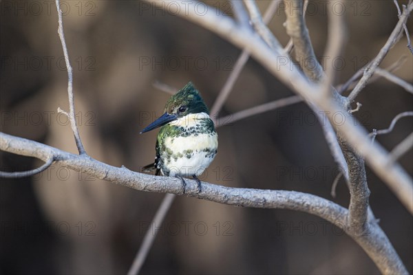 Green Kingfisher (Chloroceryle americana) Pantanal Brazil