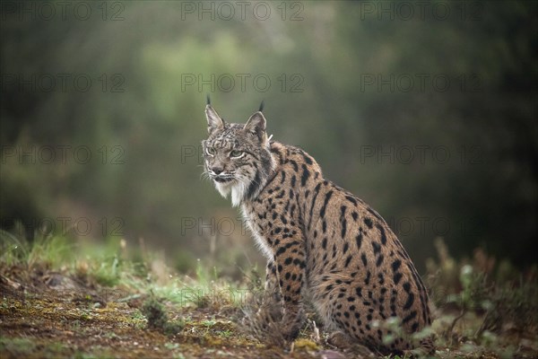 Pardell Lynx female, Iberian Lynx (Lynx pardinus), Extremadura, Castilla La Mancha, Spain, Europe