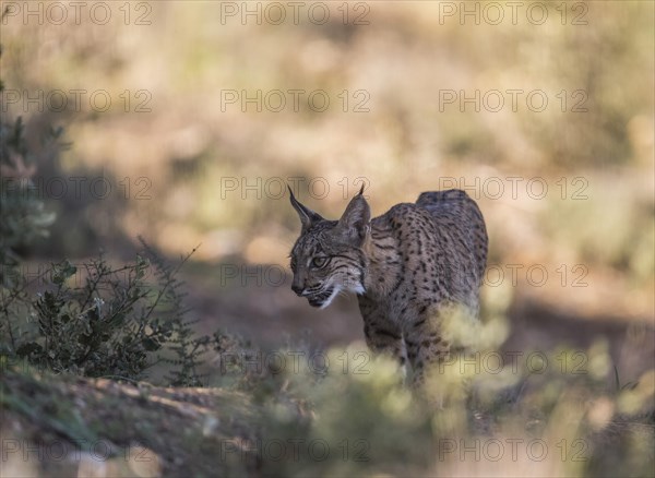 Iberian lynx young animal, Iberian lynx (Lynx pardinus), Extremadura, Castilla La Mancha, Spain, Europe