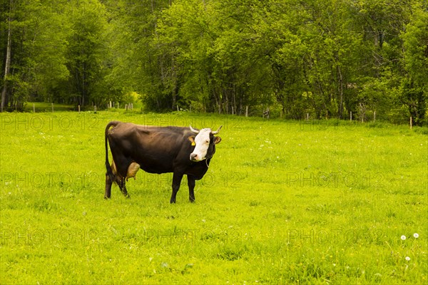 Single dairy cow, Vorderwaelder cattle, Vorderwaelder, Loretto meadows, near Oberstdorf, Allgaeu, Bavaria, Germany, Europe