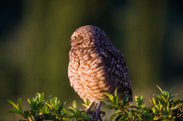 Beautiful owl (Glaucidium minutissimum) in vineyard