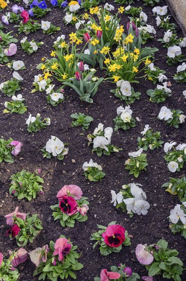 Pansies (Viola x wittrockiana), and daffodils (Narcissus), Allgaeu, Swabia, Bavaria, Germany, Europe