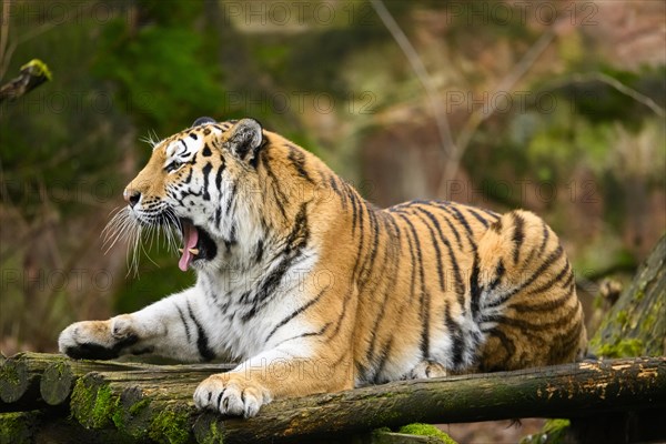 Yawning Siberian tiger or Amur tiger (Panthera tigris altaica) lying on the ground, captive, habitat in Russia