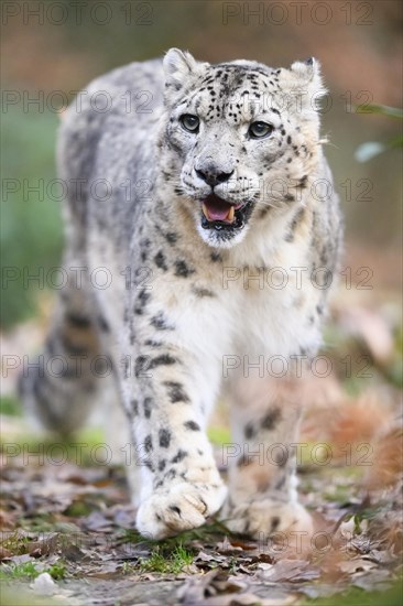 Snow leopard (Panthera uncia) sneaking through the forest, captive, habitat in Asia