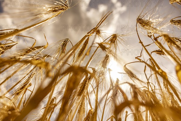 Golden, light-flooded barley field with breaking sunbeams and dramatic clouds in the sky from a frog's-eye view, Cologne, North Rhine-Westphalia, Germany, Europe