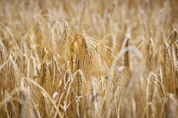 Detailed view of ripe barley ears on a cornfield, Cologne, North Rhine-Westphalia, Germany, Europe