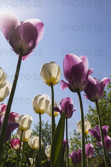 Underneath view of mauve and white Tulipa, Tulip flowers against a blue sky with sunflare effect in spring, Quebec, Canada, North America