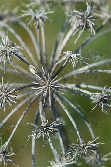 Mountain hellebore (Seseli libanotis), Umbellifer dried umbel detail, Germany, Europe