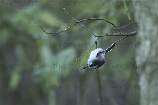 Long-tailed tit (Aegithalos caudatus) adult bird feeding in a woodland, England, United Kingdom, Europe