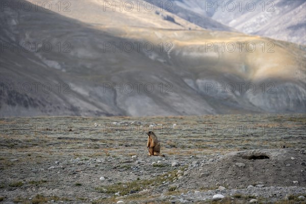 Himalayan marmot (Marmota himalayana), Tian Shan Mountains, Jety Oguz, Kyrgyzstan, Asia