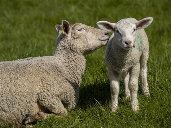 A sheep and a lamb on the dyke at the natural beach Hilgenriedersiel on the North Sea coast, Hilgenriedersiel, East Frisia, Lower Saxony, Germany, Europe