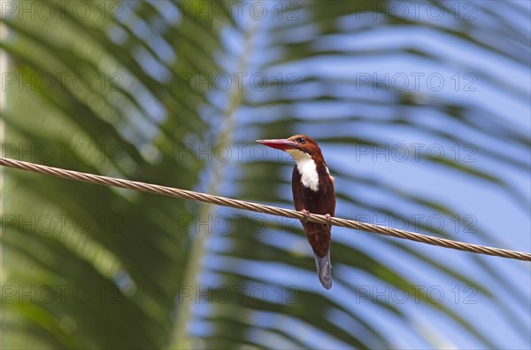 White-throated kingfisher (Halcyon smyrnensis) or Common kingfisher in Kerals Backwaters, Kumarakom, Kerala, India, Asia