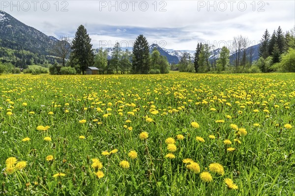 Common dandelion (Taraxacum), flowering dandelion field, behind mountains of the Allgaeu Alps, Rubi, near Oberstdorf, Oberallgaeu, Allgaeu, Bavaria, Germany, Europe