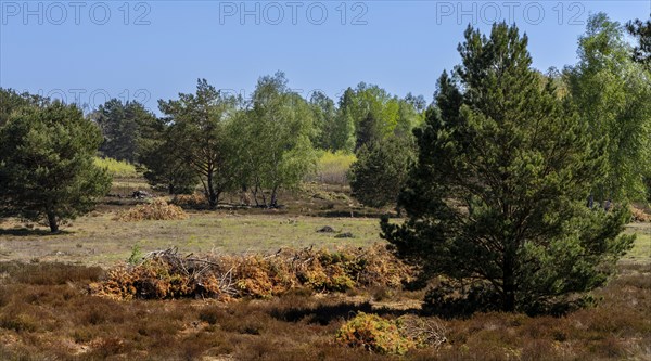 Schoenower Heide nature reserve, Schoenow, Brandenburg, Germany, Europe